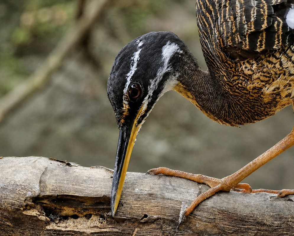 An Eurypyga helias shown as the sunbittern in a clear view with its characteristic plumage visible