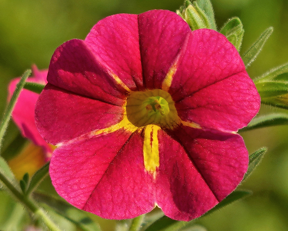 Red Calibrachoa flower with a yellow center in sunlight