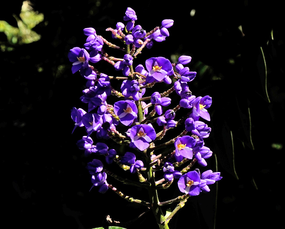 A sunlit cluster of vivid blue Dichorisandra thyrsiflora flowers blooming on a tall spike against a dark forest background