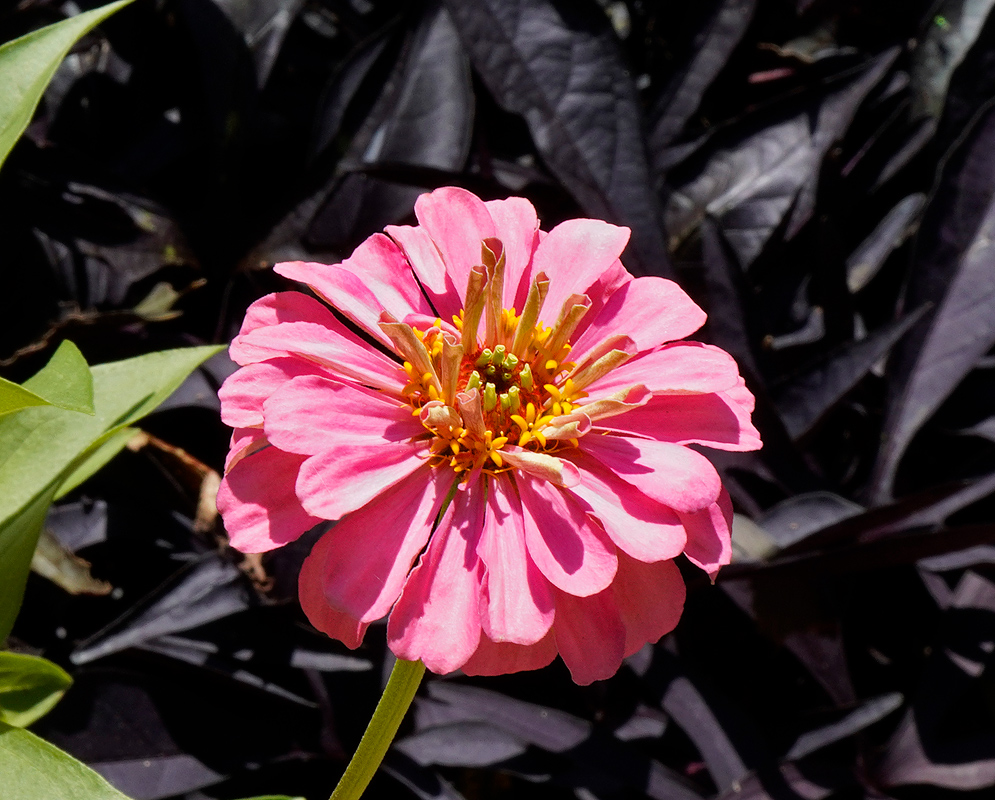 New pink Zinnia elegans flower forming 