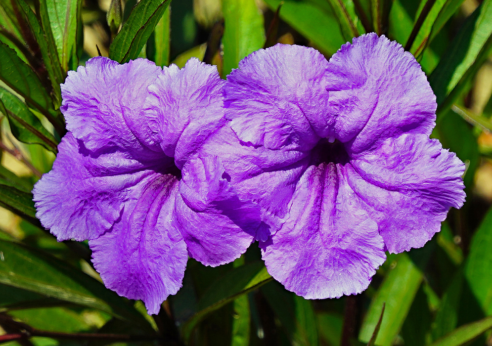 Two Ruellia simplex purple flowers in sunlight