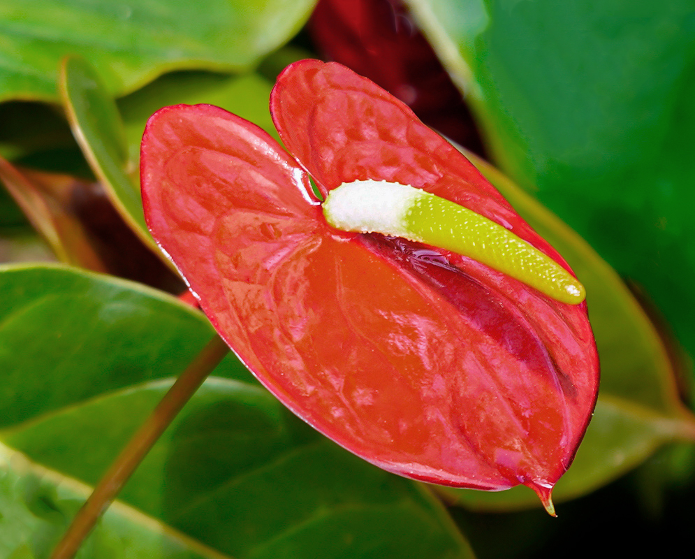 Bright red Anthurium andraeanum flower with a white and yellow spandix 