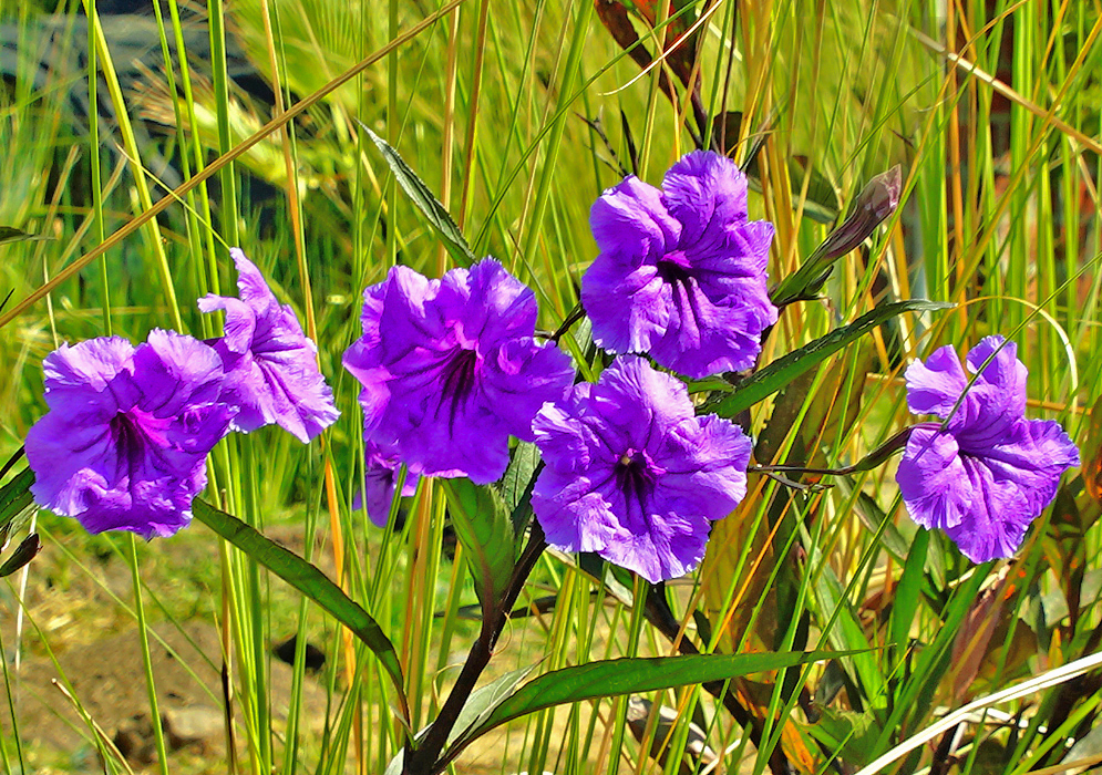 Ruellia simplex flowers in sunlight