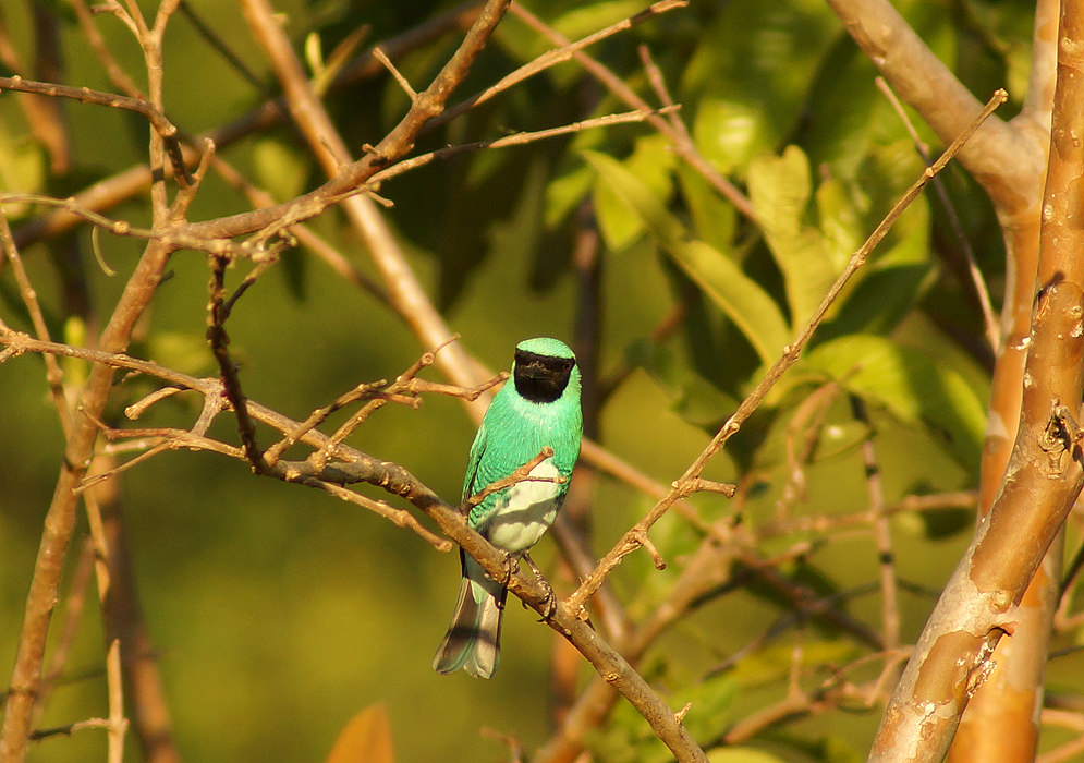 Bright forest-green Swallow Tanager on a tree branch