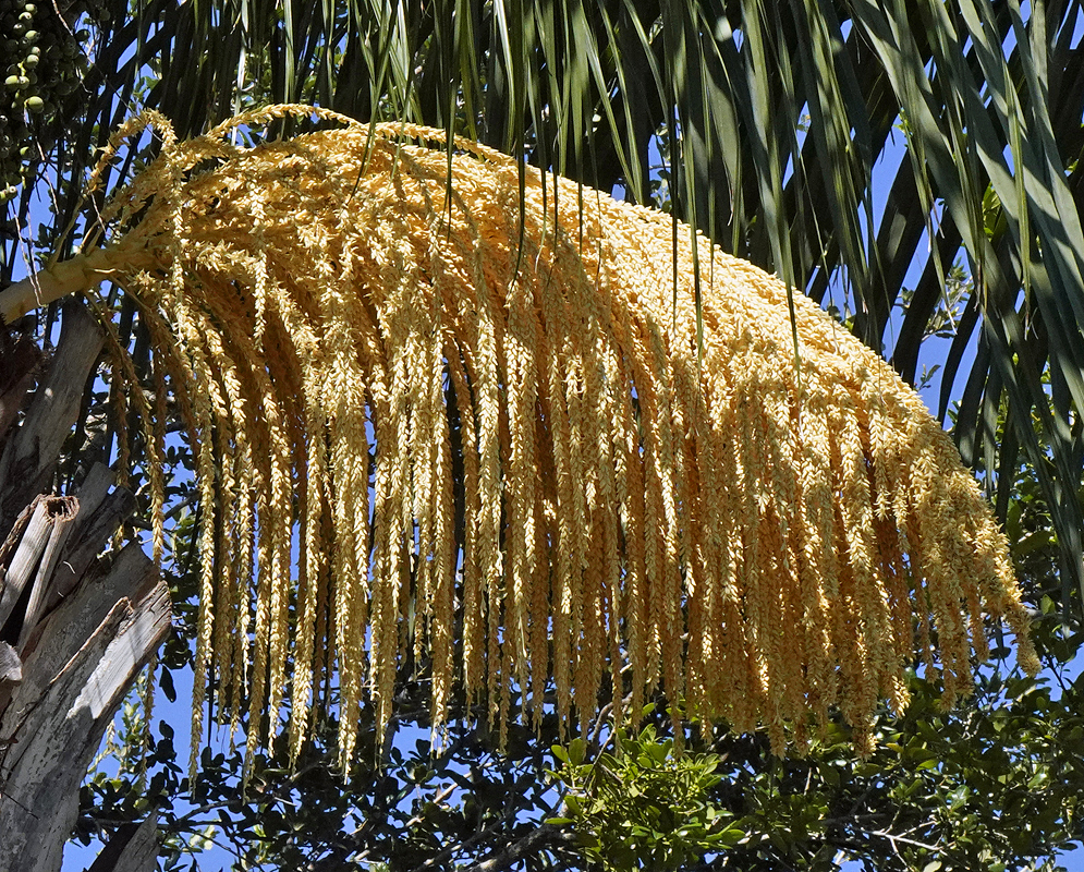 Golden-yellow flower cluster of a queen palm tree, hanging in dense, cascading strands from a single, thick stalk; the flower strands drape downward in a curtain-like manner, contrasting with the surrounding green fronds and the bright blue sky in the background.