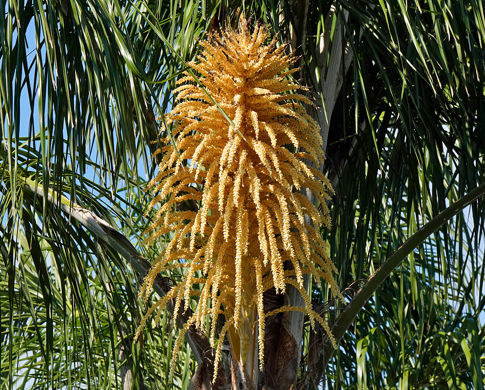 Large, golden-yellow queen palm inflorescence emerging from the trunk with thick, finger-like clusters radiating outward in all directions