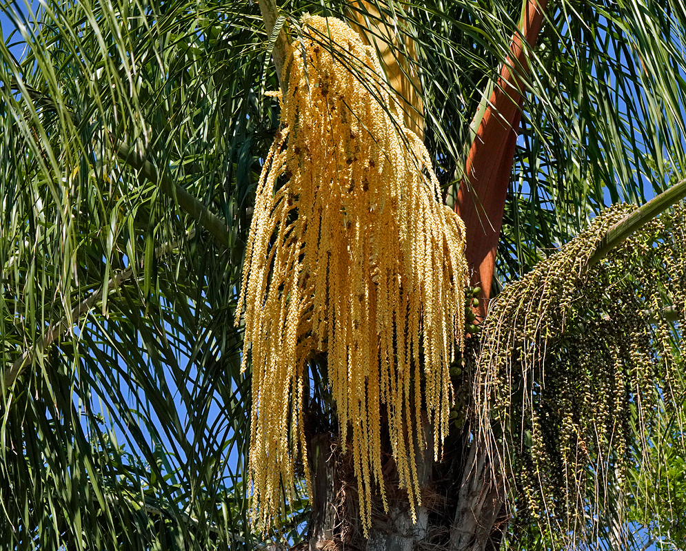 A large, golden-yellow inflorescence cascading down from the trunk of a queen palm, with numerous small flowers clustered densely together in long, thick strands that hang in a draped formation