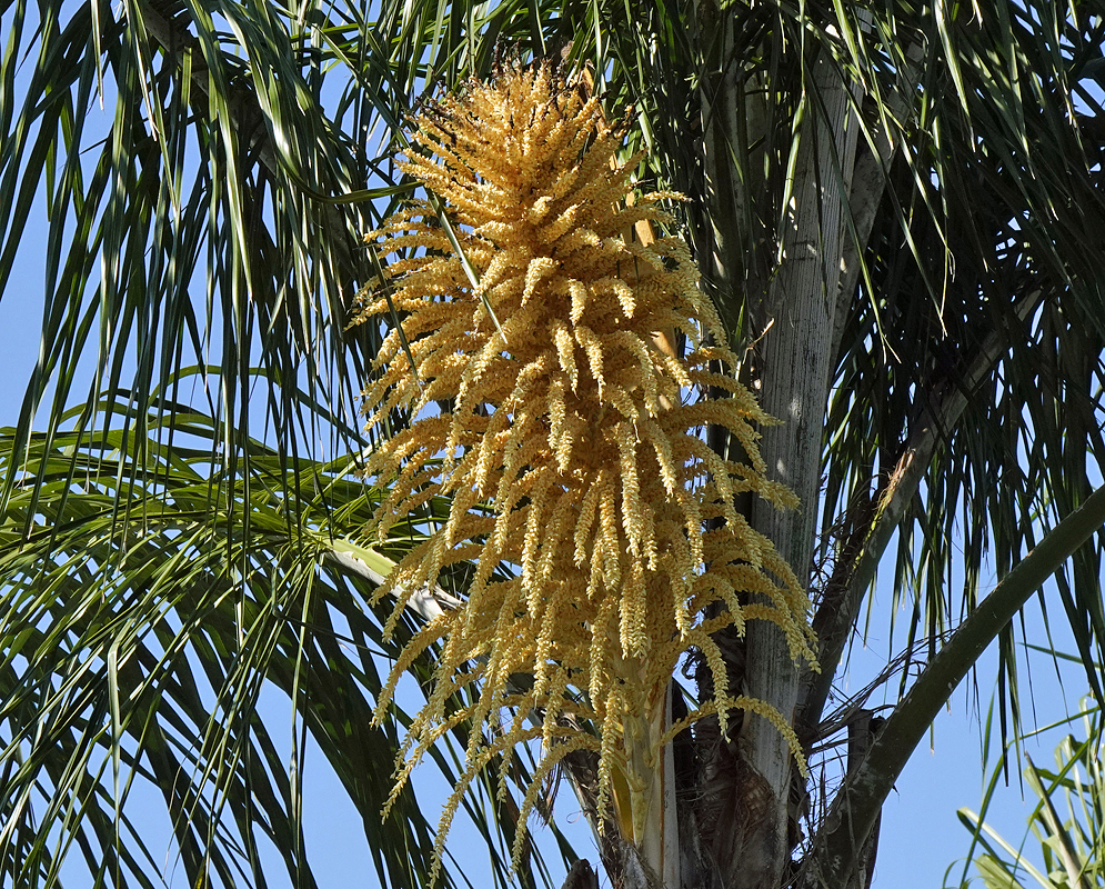 Cascading cluster of bright yellow, densely packed Syagrus romanzoffiana inflorescences that hang in long, slender tendrils from beneath the green, arching fronds of the palm