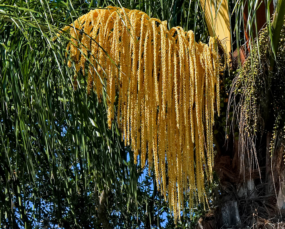 A dense, cascading cluster of golden-yellow flowers from a queen palm tree, with the inflorescence draping downwards in a graceful, curtain-like form,