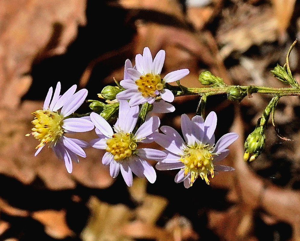 Symphyotrichum laeve cluster of pale lavender flower heads with bright yellow centers