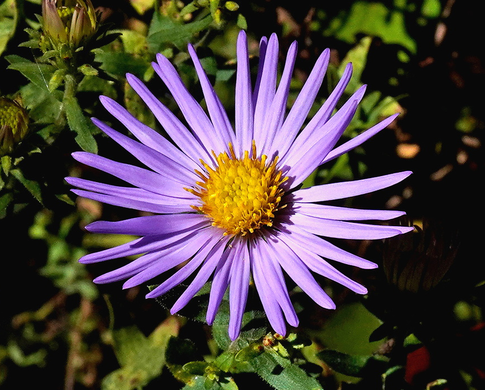 Symphyotrichum novae-angliae violet-purple flower head with a dense golden yellow center