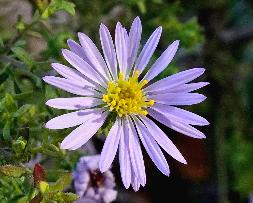 Symphyotrichum oblongifolium lavender-blue flower head with a bright yellow central disk