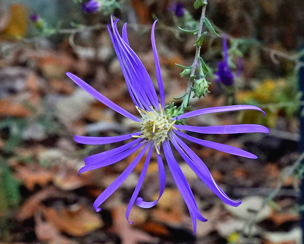 Symphyotrichum retroflexum violet-blue flower head with long narrow rays around a pale center