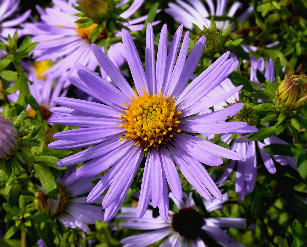 Symphyotrichum Wood's Purple violet flower heads with golden centers above dense foliage