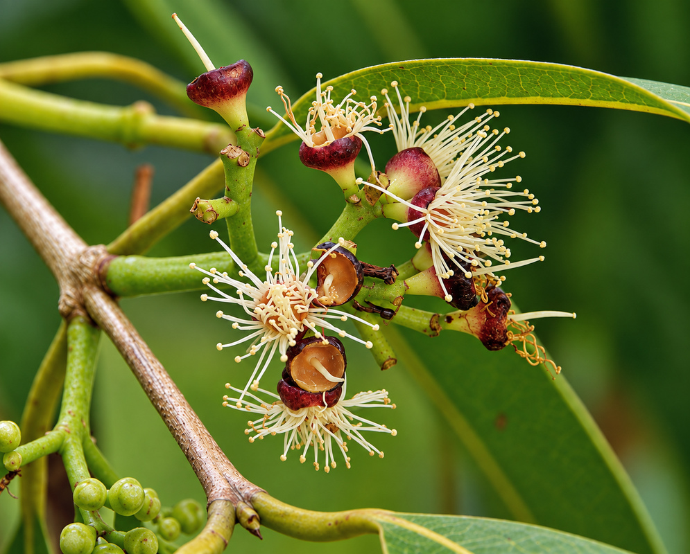 Syzygium cumini with white flowers in a clustered spray