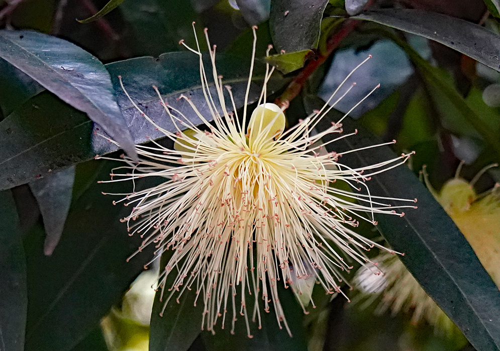 Cream-colored Syzygium jambos flower with long filaments and light brown anthers