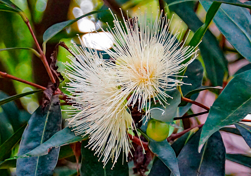 Ivory-colored Syzygium jambos flower with long filaments