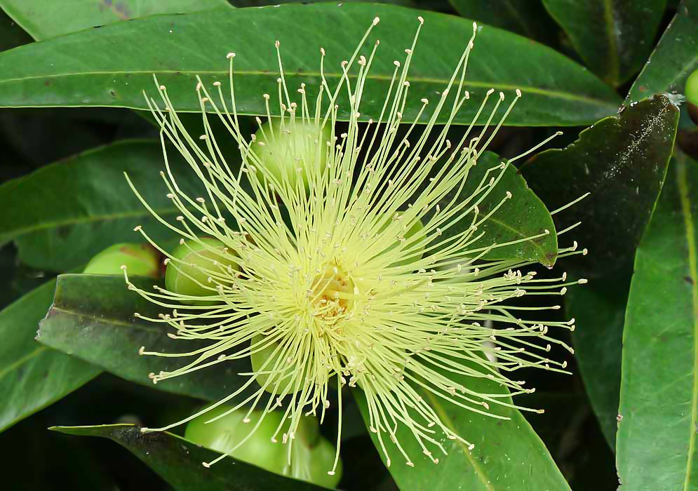 A yellow Syzygium jambos flower with long filaments and cream-color anthers and round green fruit in the background