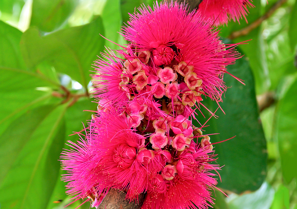 A cluster of bright pink Syzygium malaccense flowers