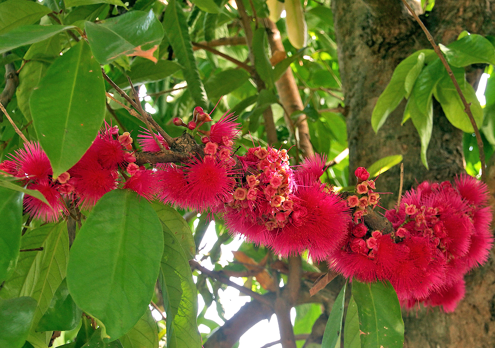 A Syzygium malaccense branch with clusters of bright pink flowers