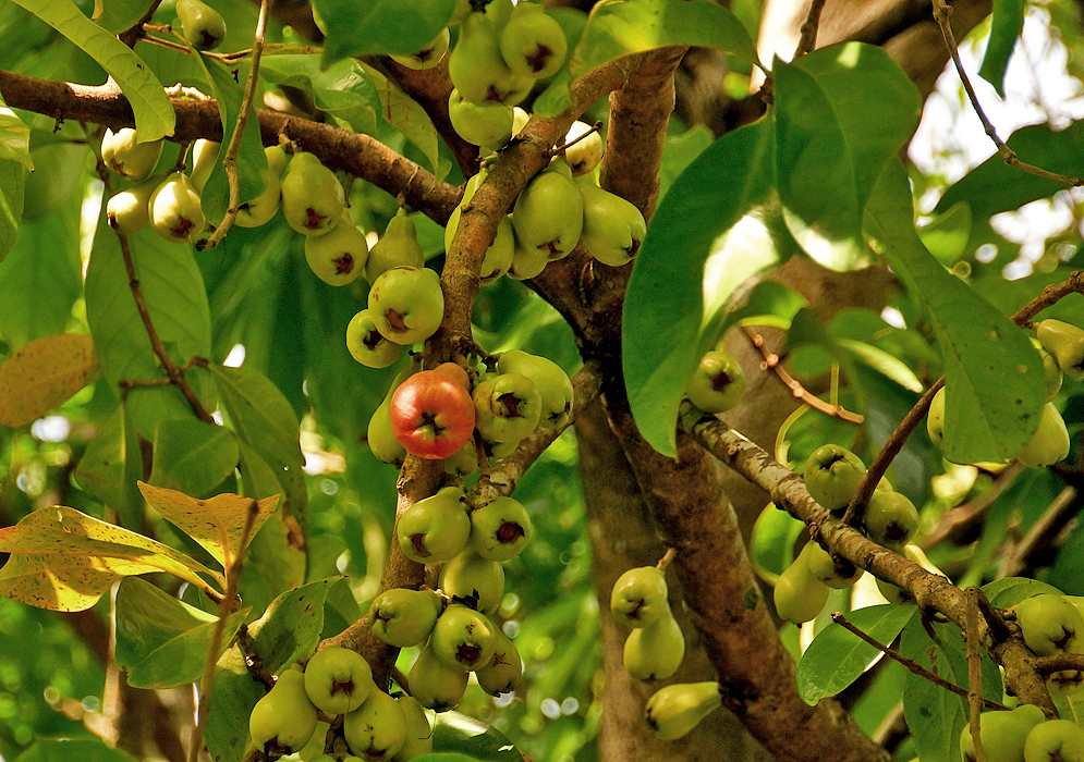 Syzygium malaccense branches with green fruit surrounding one red fruit