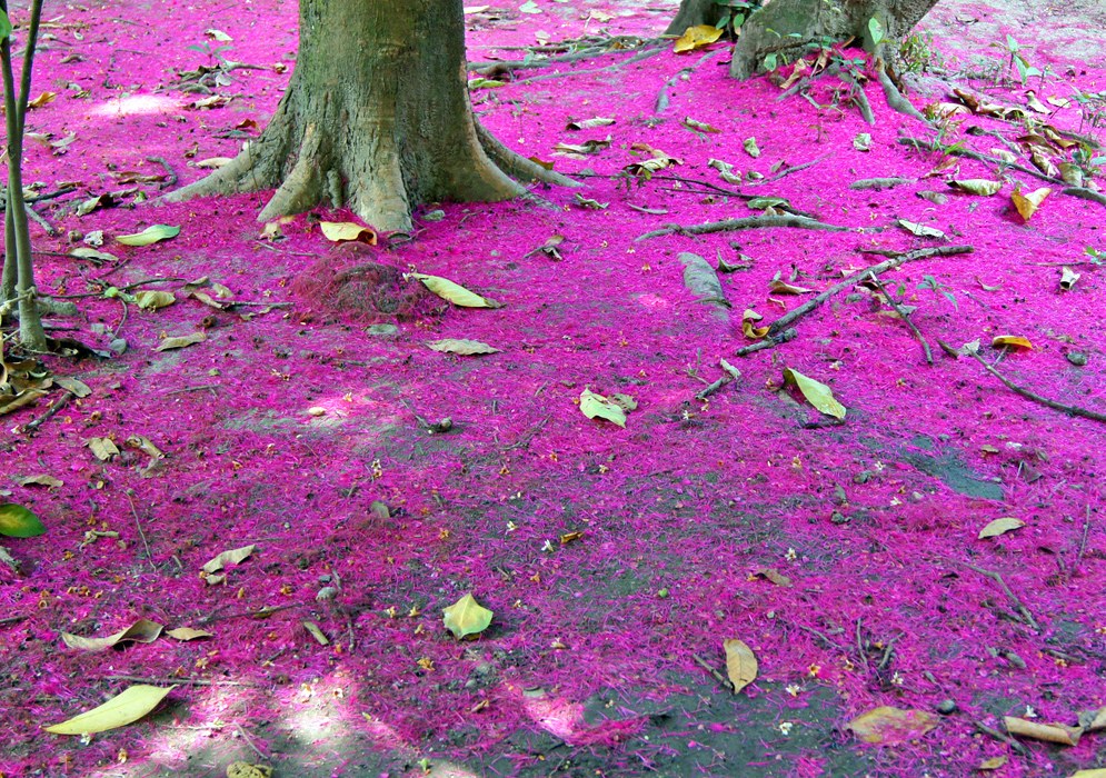 Pink Syzygium malaccense flowers carpeting the ground