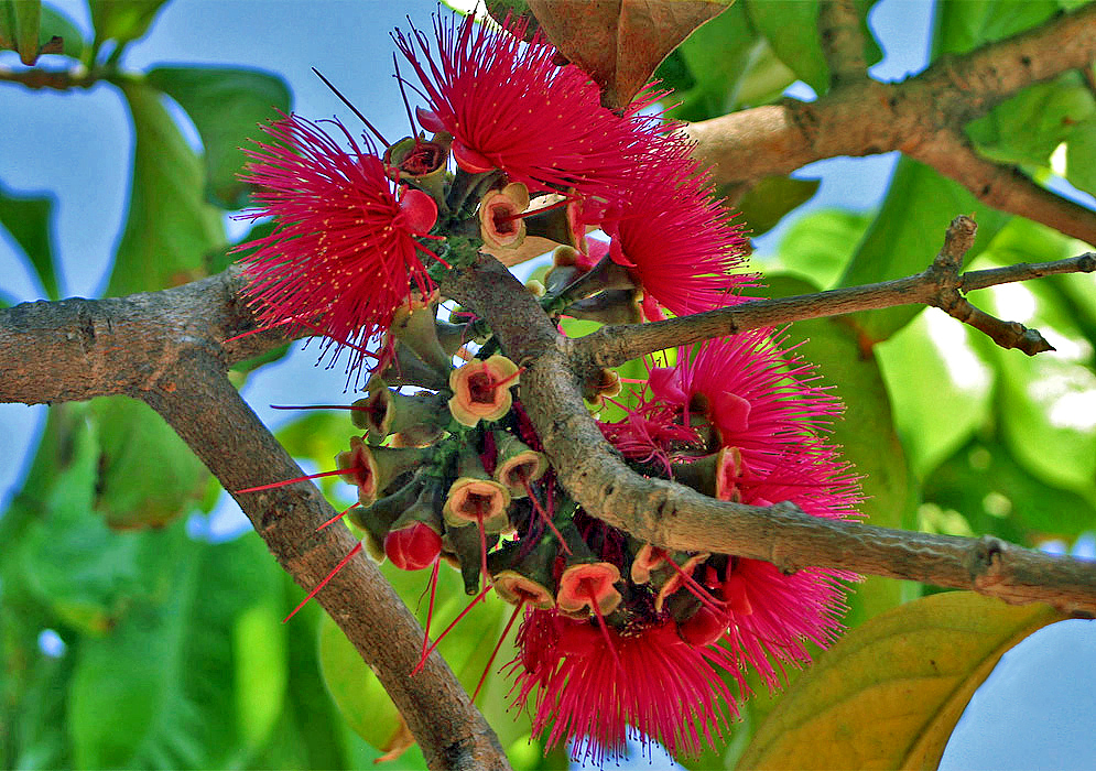 A cluster of pink Syzygium malaccense flowers