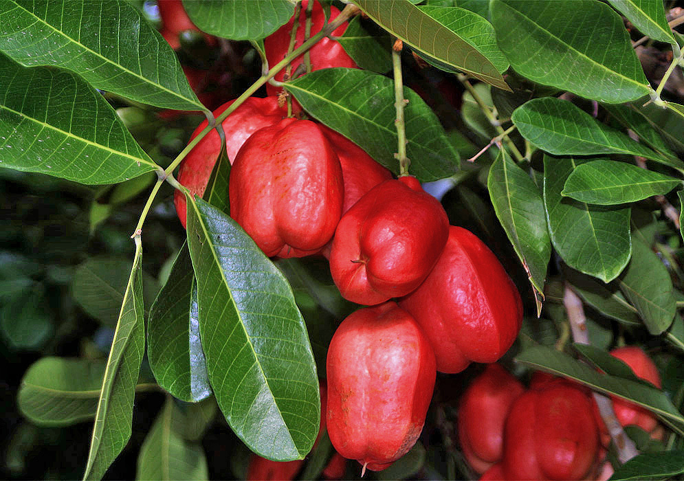 A cluster of red Syzygium samarangense fruit on the tree