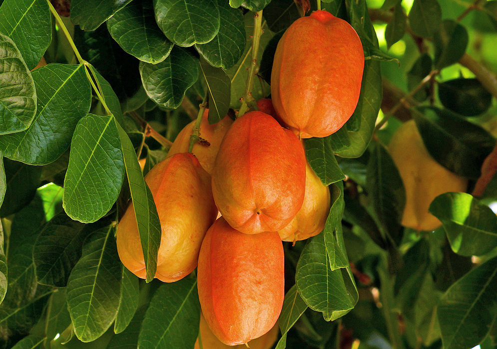 A cluster of orange Syzygium samarangense fruit on the tree