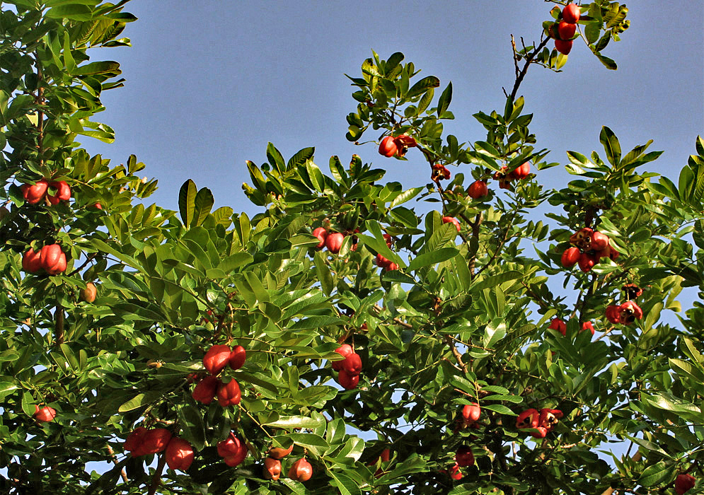 Branches of Syzygium samarangense red fruit under blue sky