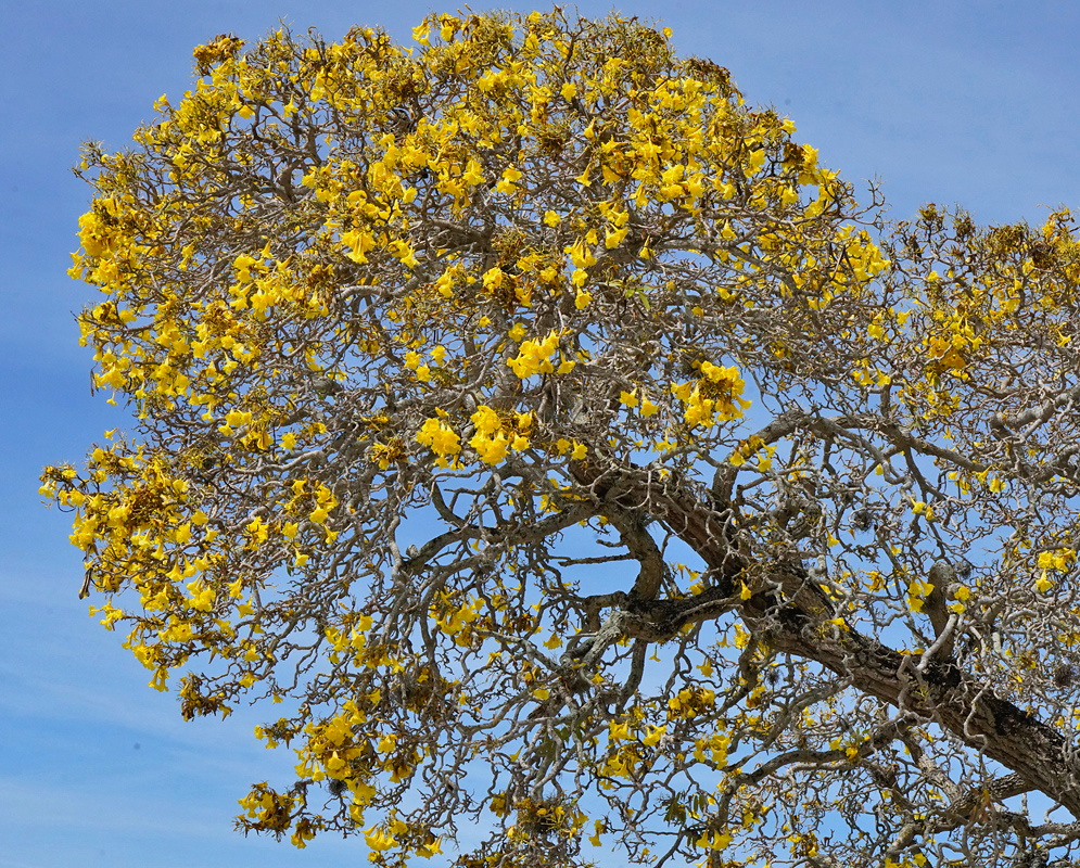 Tabebuia aurea tree crown covered with golden yellow trumpet-shaped flowers against blue sky