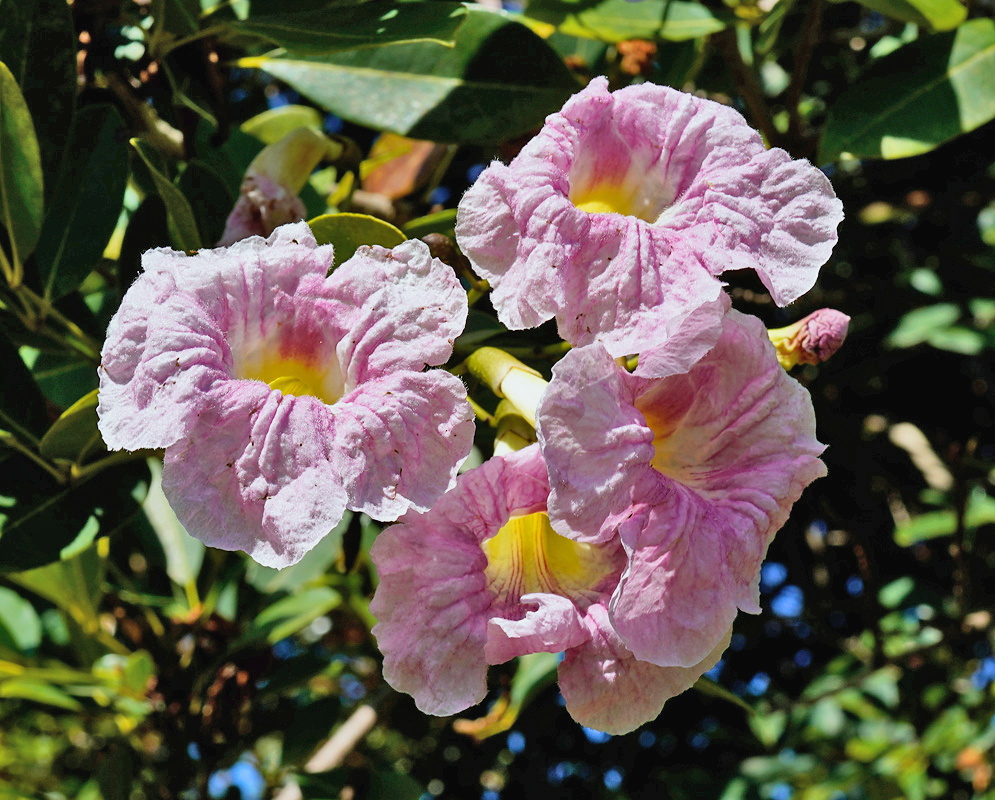 Tabebuia heterophylla cluster of pink trumpet flowers with yellow throats and darker rose lines
