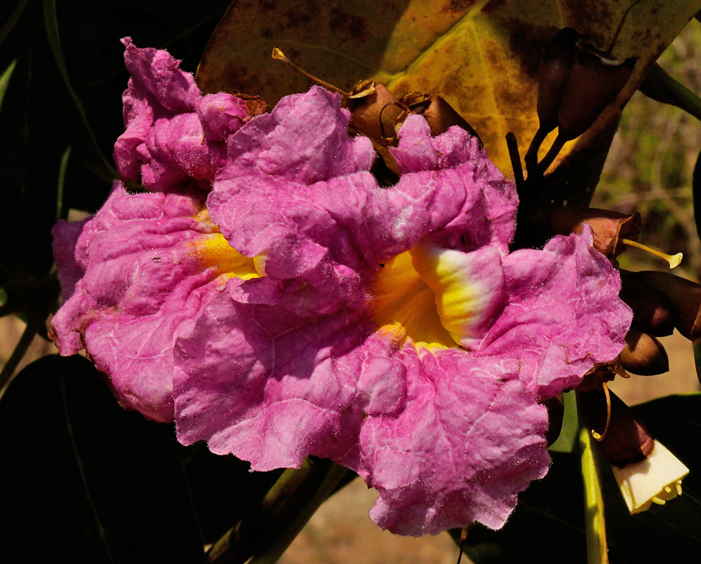 Tabebuia rosea Pink Flower Close-Up Close-up of two pink Tabebuia rosea trumpet flowers with wrinkled petals and a bright yellow throat, set against shaded leaves
