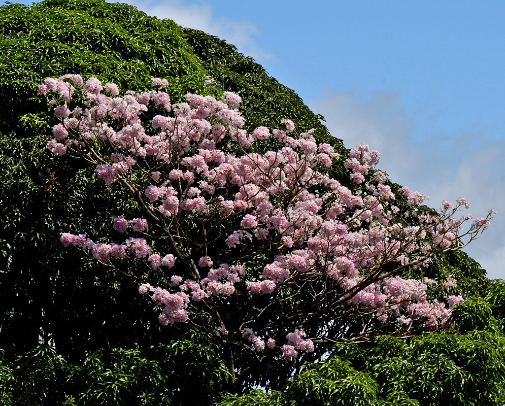 Tabebuia rosea Pink Flowering Tree Partially blooming Tabebuia rosea tree with clusters of pink trumpet-shaped flowers contrasting against a backdrop of dense green foliage
