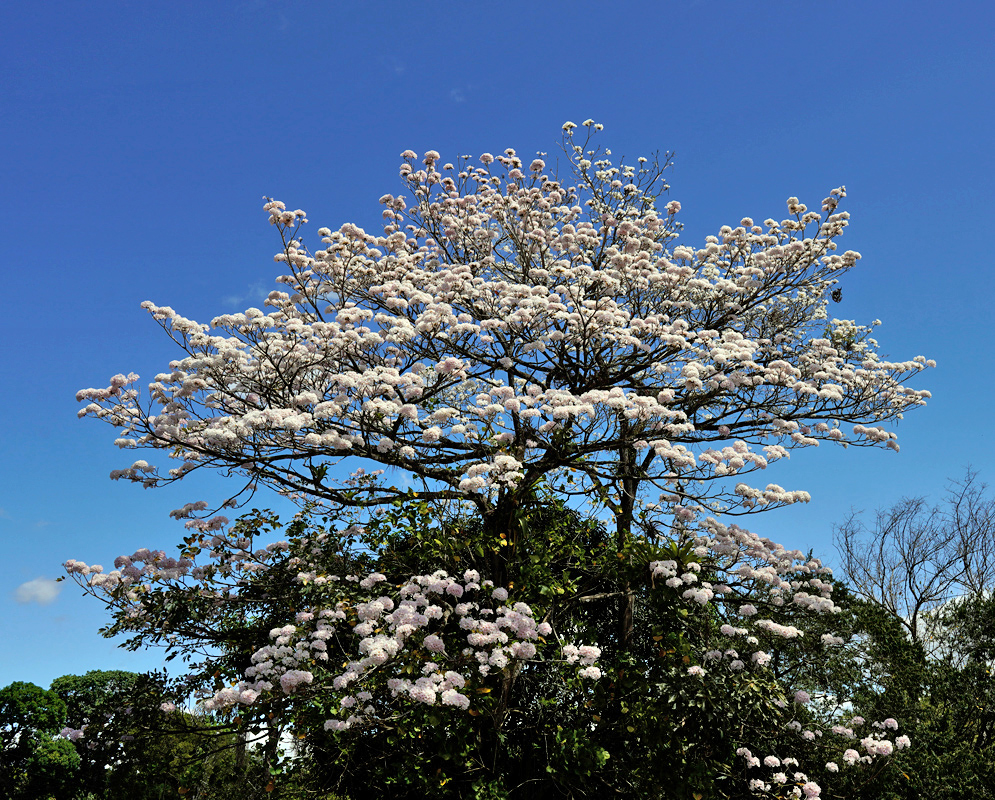 Tabebuia rosea White-Flowering Tree Full view of a Tabebuia rosea tree in bloom with white-pink trumpet-shaped flowers spreading across the canopy under a clear blue sky