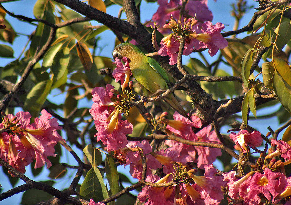 Pink flowering Tabebuia rosea tree with a parrot perched on a branch