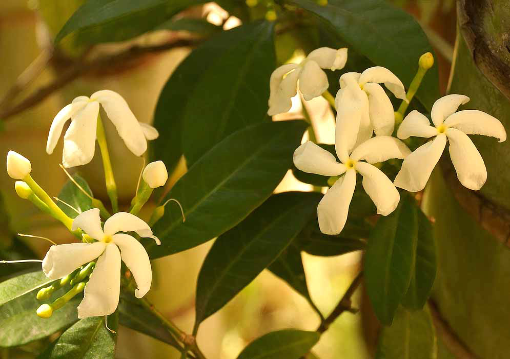 White Tabernaemontana alba flowers with yellow centers in sunset light