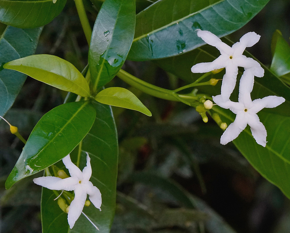 Tabernaemontana catharinensis white pinwheel flowers and buds beside glossy opposite leaves