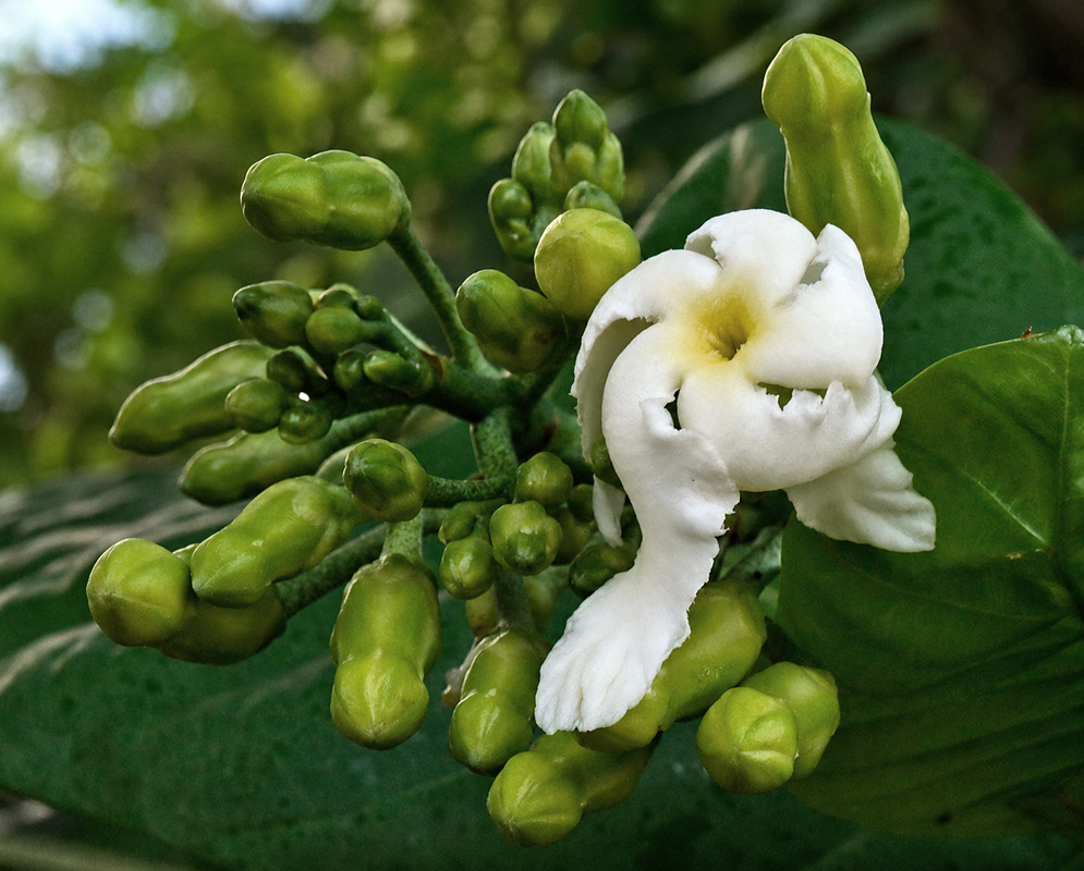 Tabernaemontana crassa dense cluster of green buds and thick white tubular flowers