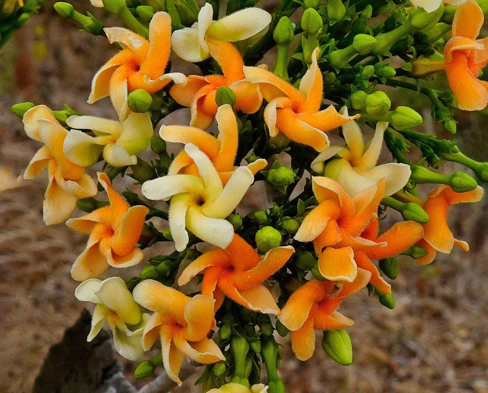Cluster of Tabernaemontana cymosa flowers showing a mix of creamy yellow and deep orange pinwheel-shaped blooms emerging among green buds