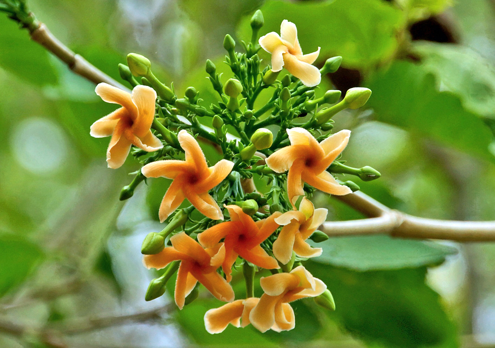 A cluster of dirt-orange Tabernaemontana flowers