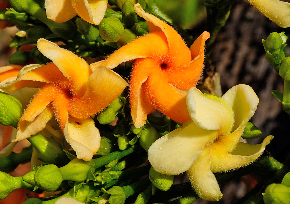 Three Tabernaemontana cymosa flowers in different shades of yellow and orange, highlighting their velvety texture and spiraled corollas