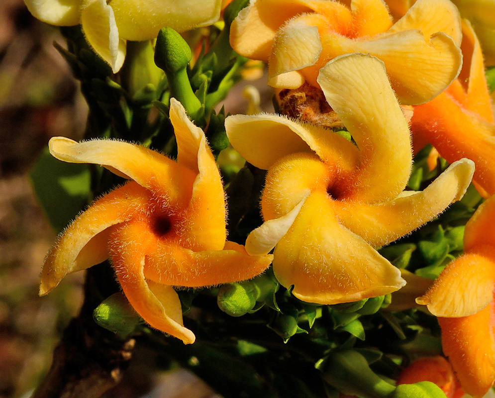 Pair of golden-orange Tabernaemontana cymosa flowers with fine hairs on the petals and an unusual twisted shape
