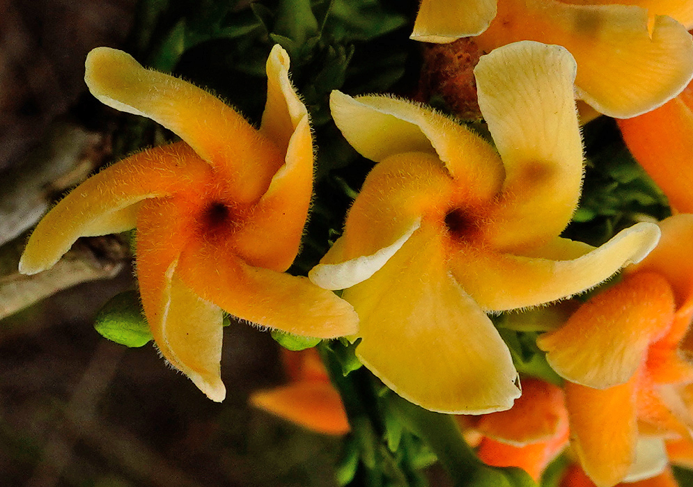 Close-up of two vivid orange and yellow Tabernaemontana cymosa flowers with fuzzy petals and a pinwheel shape