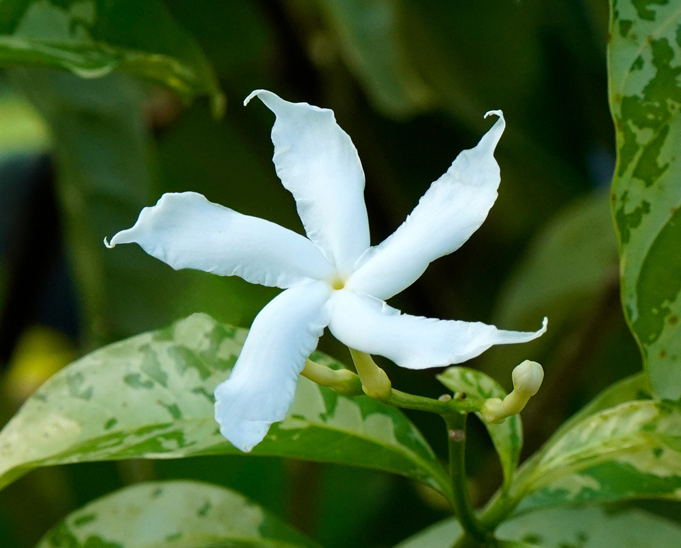 A single white flower of Tabernaemontana divaricata 'Variegata' with narrow twisted petals emerging from mottled green-and-white foliage