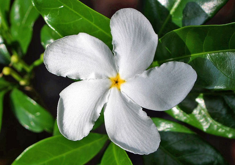 Snow white Tabernaemontana divaricata flower with a srar-shape yellow center