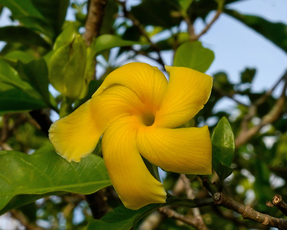 Close-up of a yellow Tabernaemontana grandiflora flower with spiraled petals and soft shadows on glossy green leaves