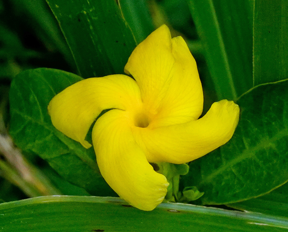 Ground-level view of a yellow Tabernaemontana grandiflora flower nestled among broad green leaves and grass blades