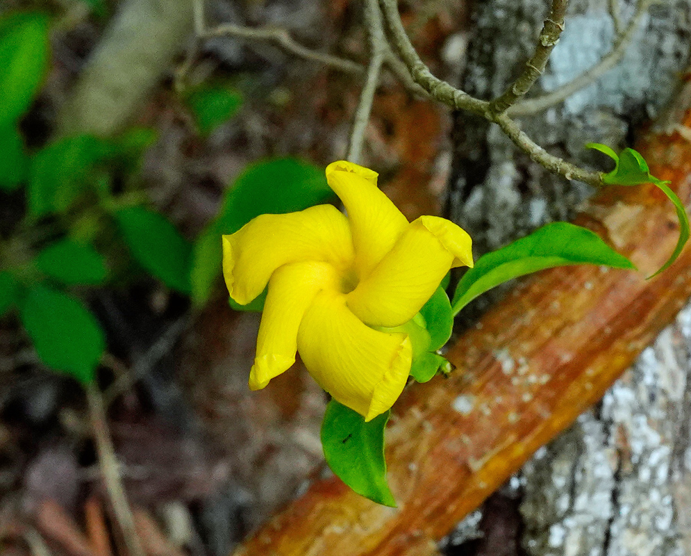 Bright yellow Tabernaemontana grandiflora bloom emerging beside tree bark with curling petals and lush green leaves