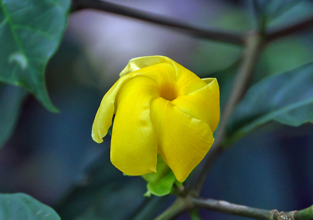 A bright yellow Tabernaemontana grandiflora flower with flower petal turned downwards